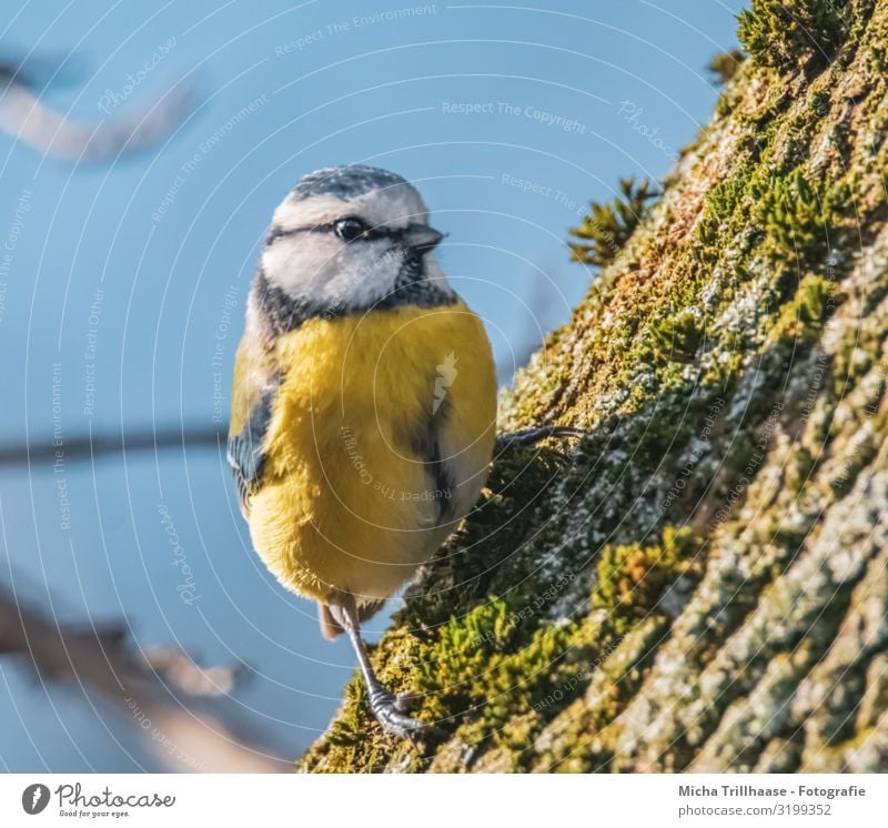 Curious Blue Tit Nature - a Royalty Free Stock Photo from Photocase